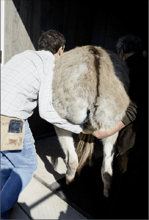 David Brown, Gowercroft’s Special Projects Director, clearly visible on the left, helping Juergen Teller lift a donkey into the studio for a photoshoot. The donkey’s backside dominates the frame, casting a shadow over the second man, demonstrating a moment of serious teamwork with a delightfully ridiculous view.
