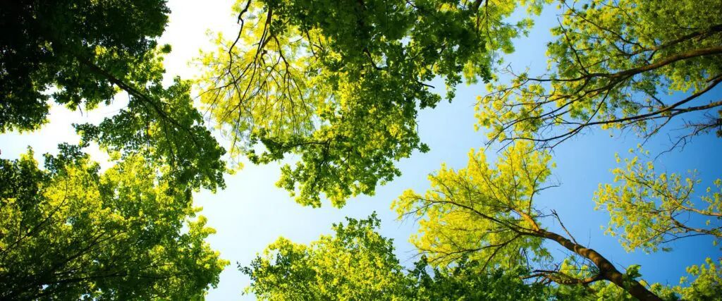 Image of trees taken from the ground up. Branches and leaves against a blue sky backdrop.